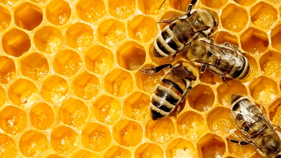 Pentru a proteja albinele, Comisia Europeană interzice timp de 2 ani trei pesticide nocive