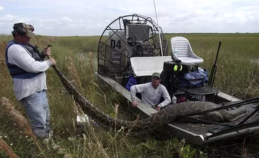 Descoperire-şoc în Florida: un piton care a înghiţit o căprioară! (FOTO)
