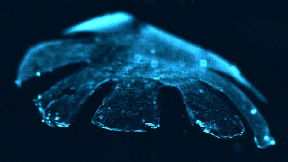 Cea mai bizară creatură: din silicon + celule de şobolan! (VIDEO)