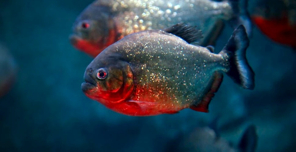 Cât de repede poate un pește piranha să devoreze un câine?