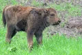 Sărbătoare în rezervația de zimbri de la Hațeg. Puiul de zimbru Romică a împlinit un an