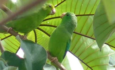 Papagalii dau „nume” puilor. Cercetătorii au aflat detalii neştiute despre aceste păsări foarte inteligente (VIDEO)
