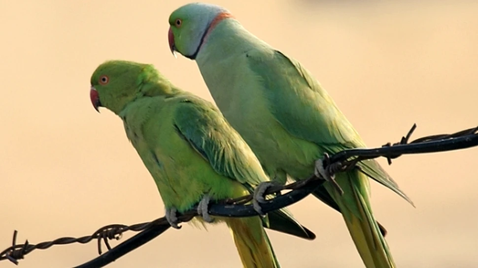 Londra, asaltată de mii de papagali cu colier roşu