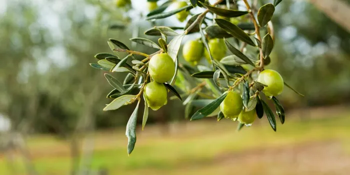 Test de cultură generală. Măslinele sunt fructe sau legume?