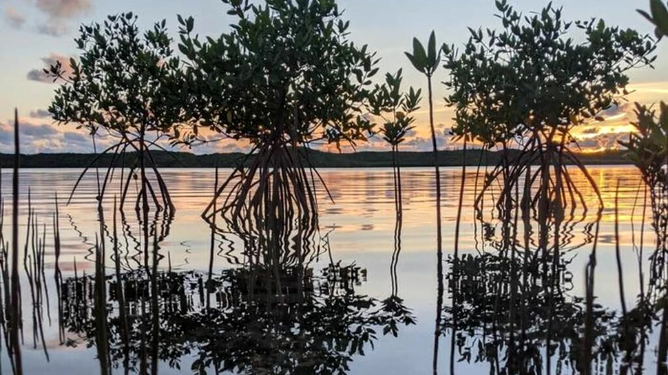 Plantele care economisesc sute de miliarde de dolari în protecția împotriva inundațiilor