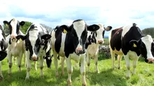 China susține că a clonat trei „super vaci” foarte productive