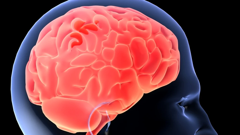 Avem cu câteva miliarde de neuroni mai puţin decât se credea