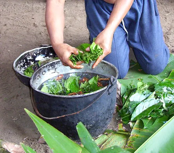 Prepararea băuturii ayahuasca