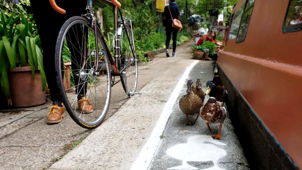 Britanicii au amenajat piste pentru raţe – GALERIE FOTO