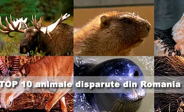 TOP 10 cele mai importante animale disparute din Romania