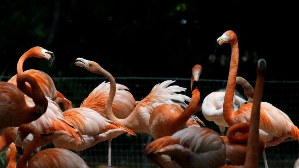 Ce au făcut animalele de la o grădină zoologică din Texas în timpul eclipsei totale de Soare