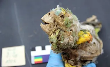 Papagali mumificați descoperiți în deșertul Atacama dezvăluie o parte întunecată a istoriei
