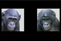 O descoperire arată că oamenii se aseamănă cu maimuțele mai mult decât am fi crezut