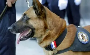 Diesel, câinele-erou mort în urma raidului de la Saint-Denis – FOTO