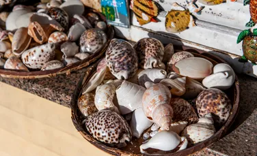 Cochiliile pe care le cumperi ca suveniruri de la mare pun în pericol specii protejate din ecosistemul marin