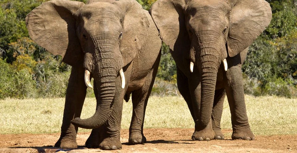 Un alt motiv al declinului numărului de elefanţi: există specii care nu se împerechează între ele