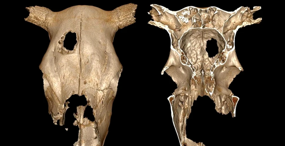 Un craniu de vacă care datează de acum 5 milenii poate fi dovada a celei mai vechi intervenţii chirurgicale veterinare