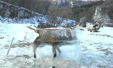 Ice Age de Dunăre. O vulpe înecată în Dunăre a fost descoperită într-un bloc de gheaţă de către un vânător