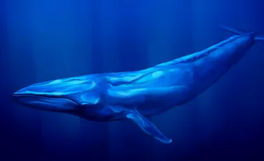 Test de cultură generală. Care animal este mai lung decât balena albastră?