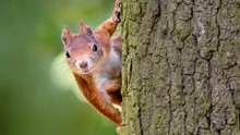 Animalele sălbatice sunt deranjate de oameni, dezvăluie un studiu