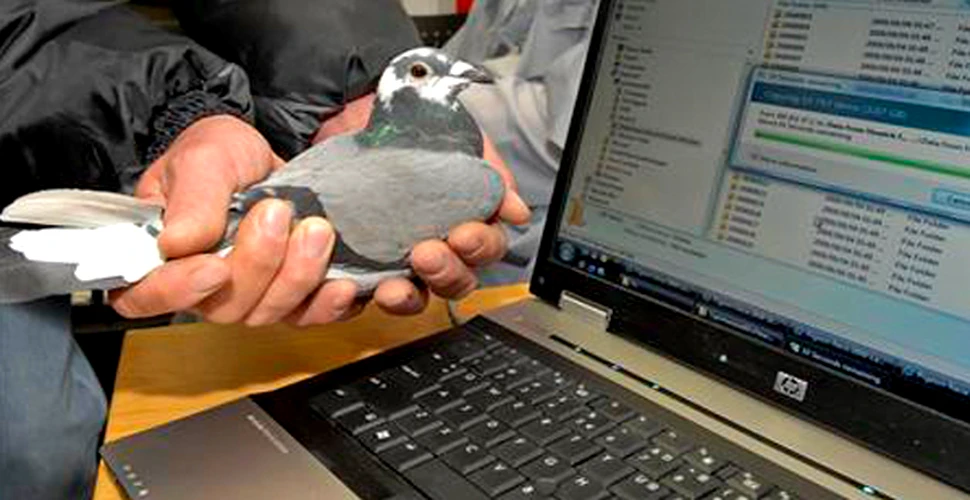 Porumbeii sunt mai rapizi decat Internetul