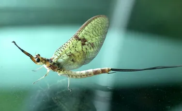 Cum și de unde au evoluat aripile insectelor. Efemeridele i-au uimit pe cercetători