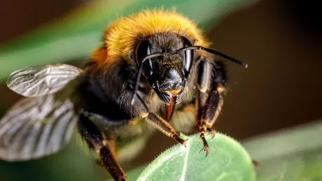 Oamenii de știință au învățat albinele „să citească” codul Morse