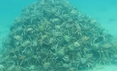 Scafandrii din Australia au surprins momentul spectaculos în care mii de crabi-păianjen formează o „piramidă subacvatică”