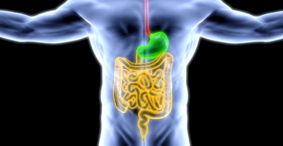Ştiaţi că avem receptori gustativi şi în intestin? Acţionând asupra lor, oamenii de ştiinţă ar putea combate obezitatea şi diabetul