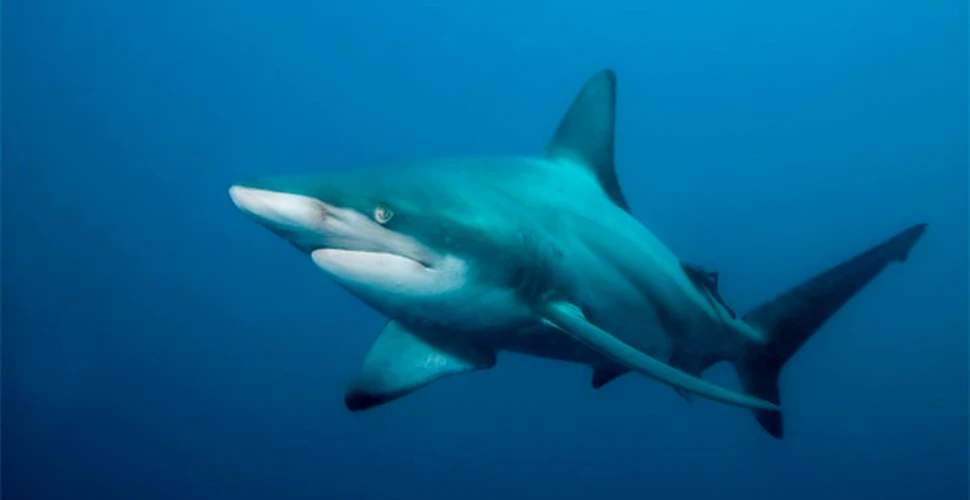 Tot mai multe femele virgine de rechin dau nastere la pui