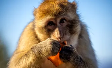 Maimuțele din Gibraltar mănâncă pământ pentru a-și proteja stomacul după ce primesc alimente nesănătoase de la turiști