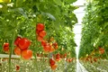 O italiancă spune secretul prin care poți crește roșii gustoase și zemoase