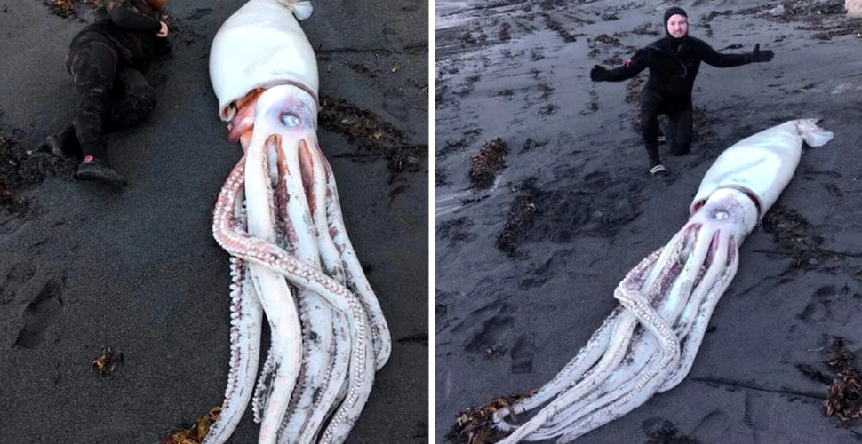Un calamar gigant a fost descoperit de scafandri pe o plajă din Noua Zeelandă