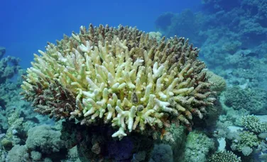 Criza climatică a triplat durata valurilor de căldură din oceane