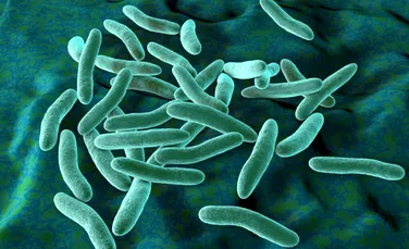 De ce antibioticele pot eșua chiar și împotriva bacteriilor care nu sunt rezistente?