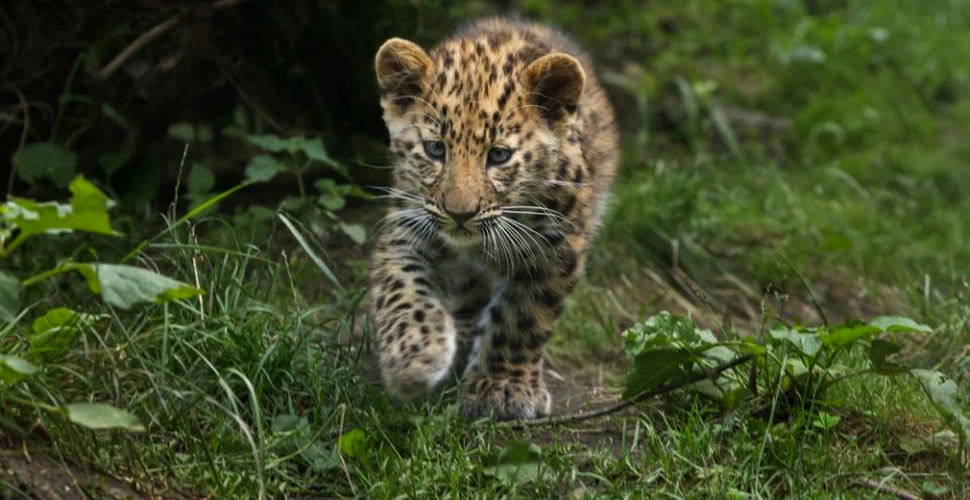 Populaţia leoparzilor din Extremul Orient Rus, în creştere