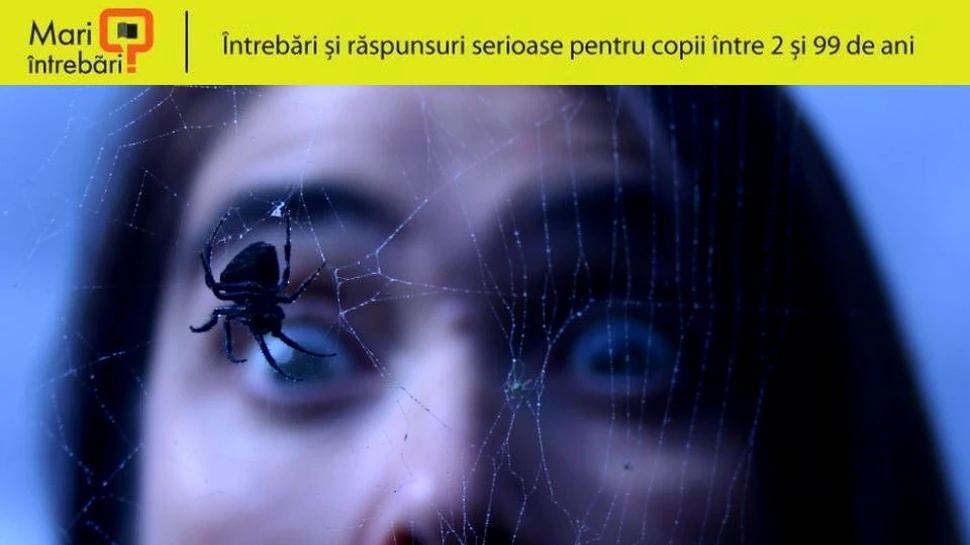 De ce ne este frică de păianjeni?