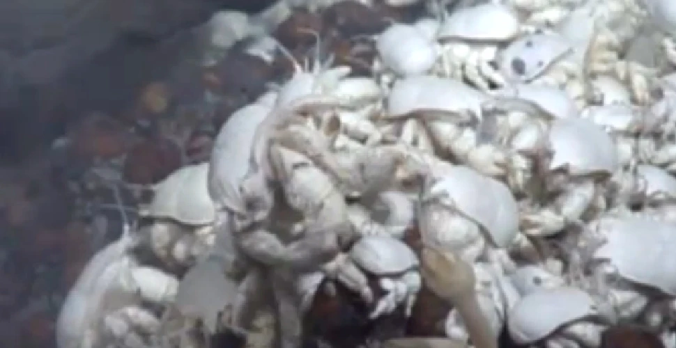 Descoperire inedită în Antarctica: un crab cu „păr pe piept” (VIDEO)