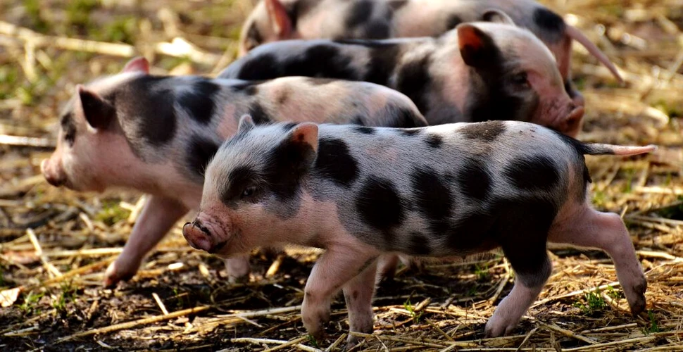 China poate produce porci clonați folosind exclusiv roboți. Cum este posibil?