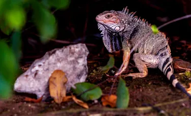 Cercetătorii cred că ochii vertebratelor au fost inițial un singur ochi în vârful capului