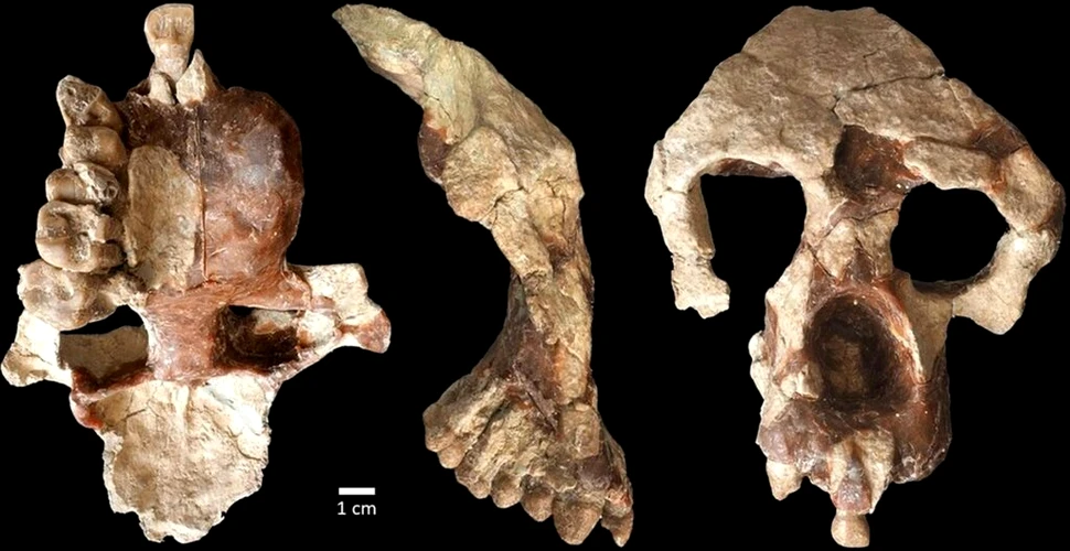Un craniu misterios contestă teoria privind locul în care au evoluat strămoșii omului