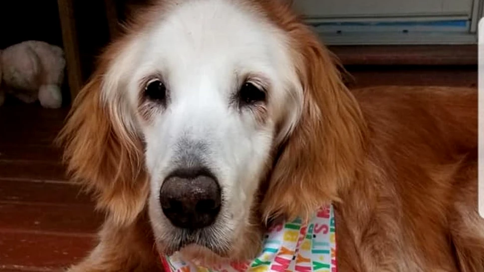 Augie, un golden retriever, a devenit cel mai bătrân câine din rasa sa. Ce cadouri a primit de ziua sa