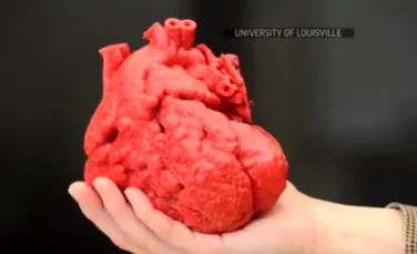 Viitorul transplantului de organe? O inimă umană ar putea fi obţinută la o imprimantă 3D (VIDEO)