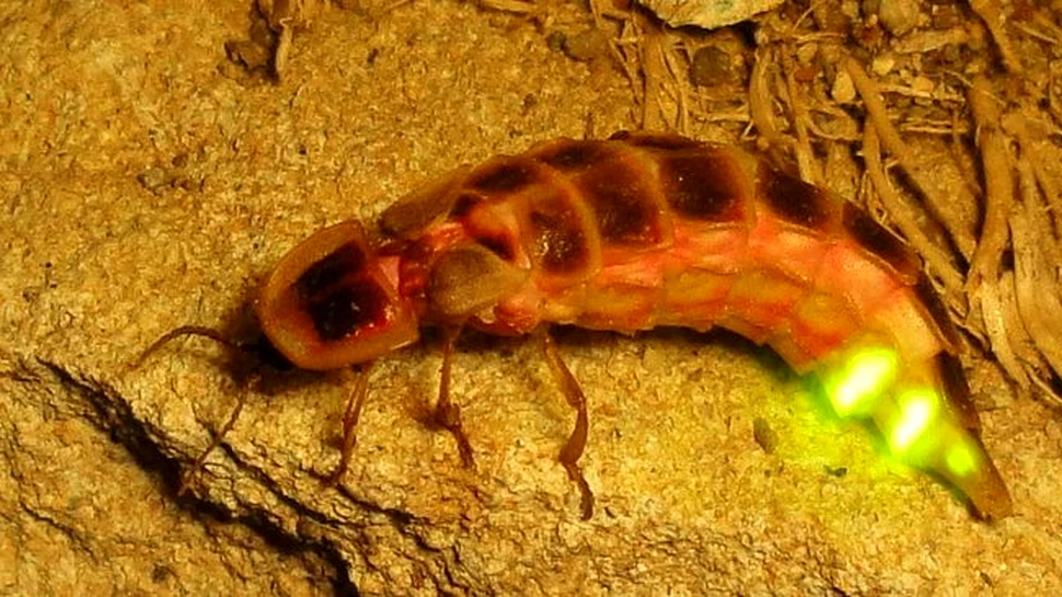 Licuricii adoră să-și sincronizeze luminile, iar cercetătorii au aflat în sfârșit cum are loc acest fenomen