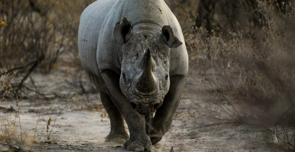 Autoritățile din India au ars 2.500 de coarne de rinocer confiscate de la braconieri