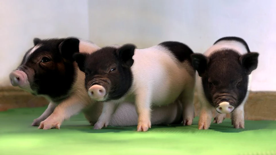 Progres semnificativ al savanţilor: transplantul de organe de la porc la om poate deveni o realitate în doi ani