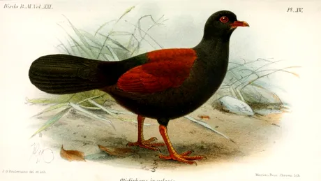 O specie pierdută de porumbel a fost văzută din nou după mai bine de 100 de ani