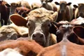 Vacile hrănite cu alge ar putea ajuta la reducerea emisiilor de metan