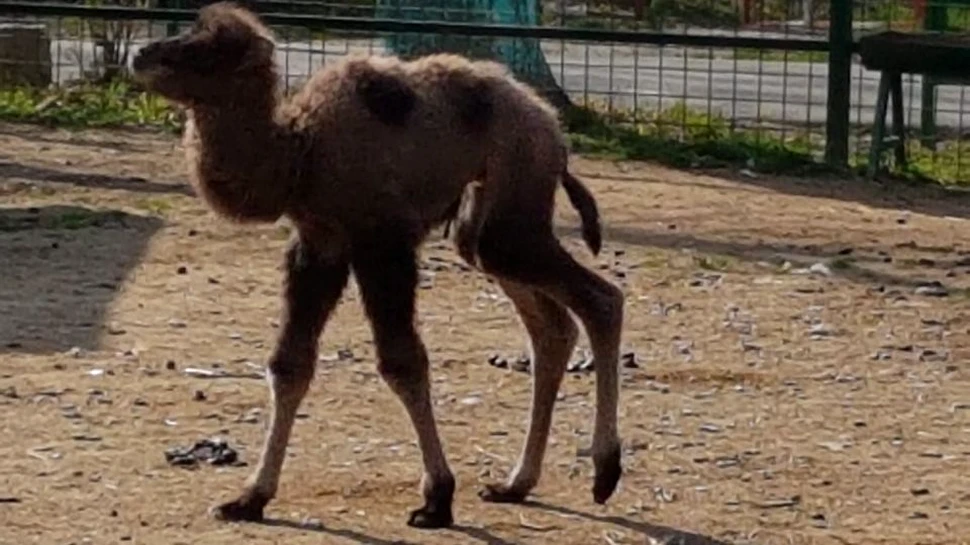 Puiul unei cămile de la circul Globus, dusă la Bucov după incendiul de acum 2 ani, atracţia de la Zoo