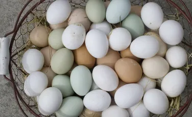 Turcii au produs hârtie din coji de ouă